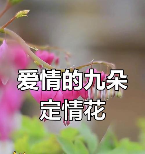 哪种花代表“只要你的爱情”？