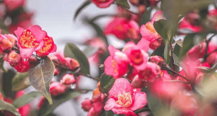珊瑚色的花代表什么寓意？珊瑚色花的象征意义是什么？
