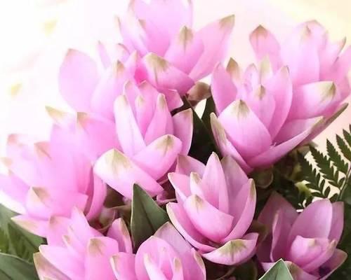 咖色莲蓬手捧花代表什么？其寓意是什么？