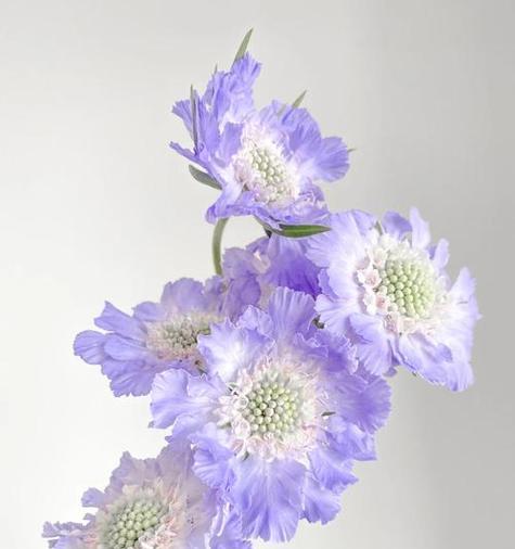蓝盆花手捧花代表什么？蓝盆花的寓意是什么？