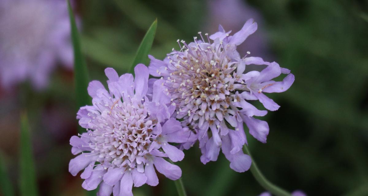 蓝盆花手捧花代表什么？蓝盆花的寓意是什么？