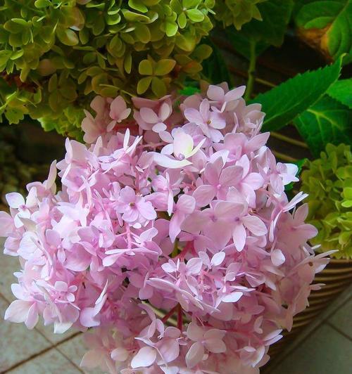 粉色花通常代表什么？粉色花的花语有哪些？