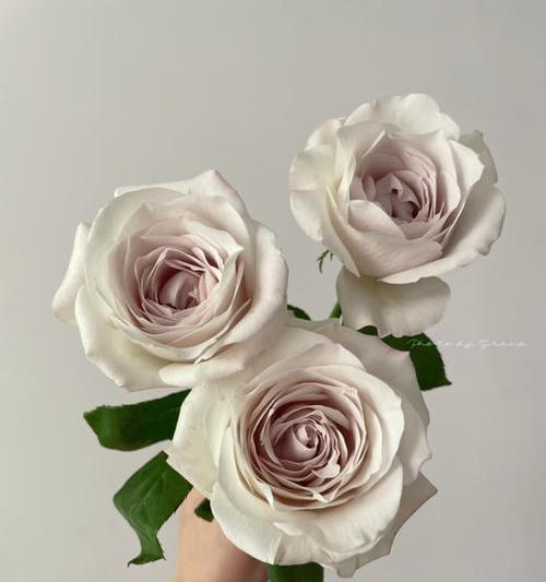 银色的花有什么寓意吗？它们在自然界中的意义是什么？