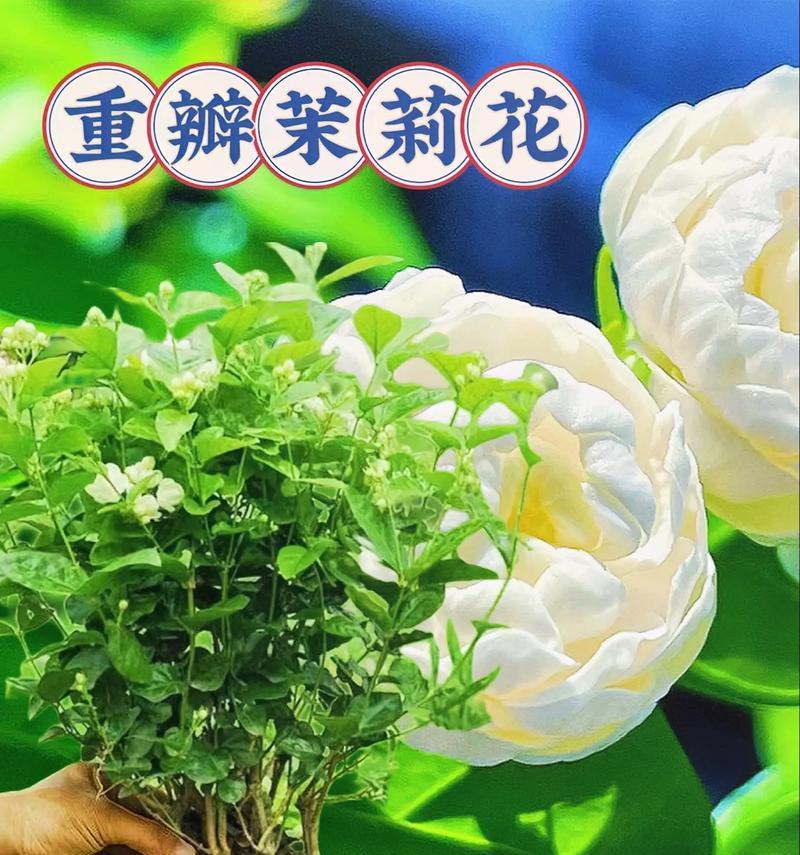 茉莉花在文化中有什么传承意义？它的花语是什么？