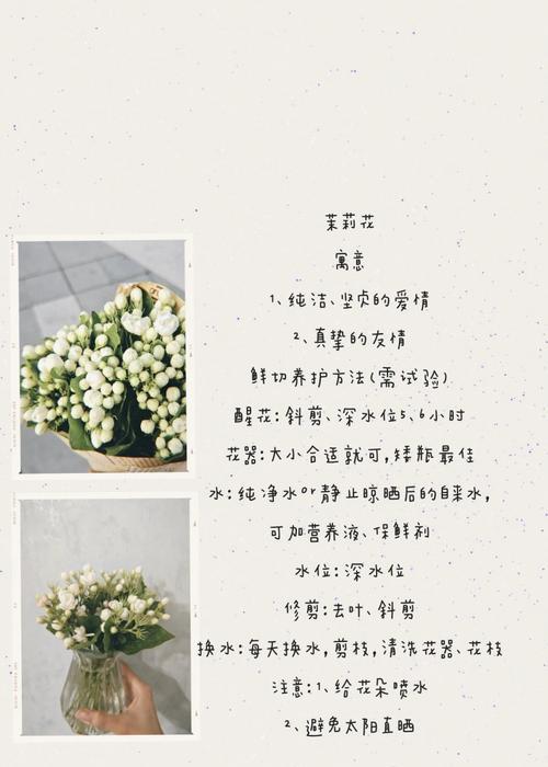 茉莉花在文化中有什么传承意义？它的花语是什么？