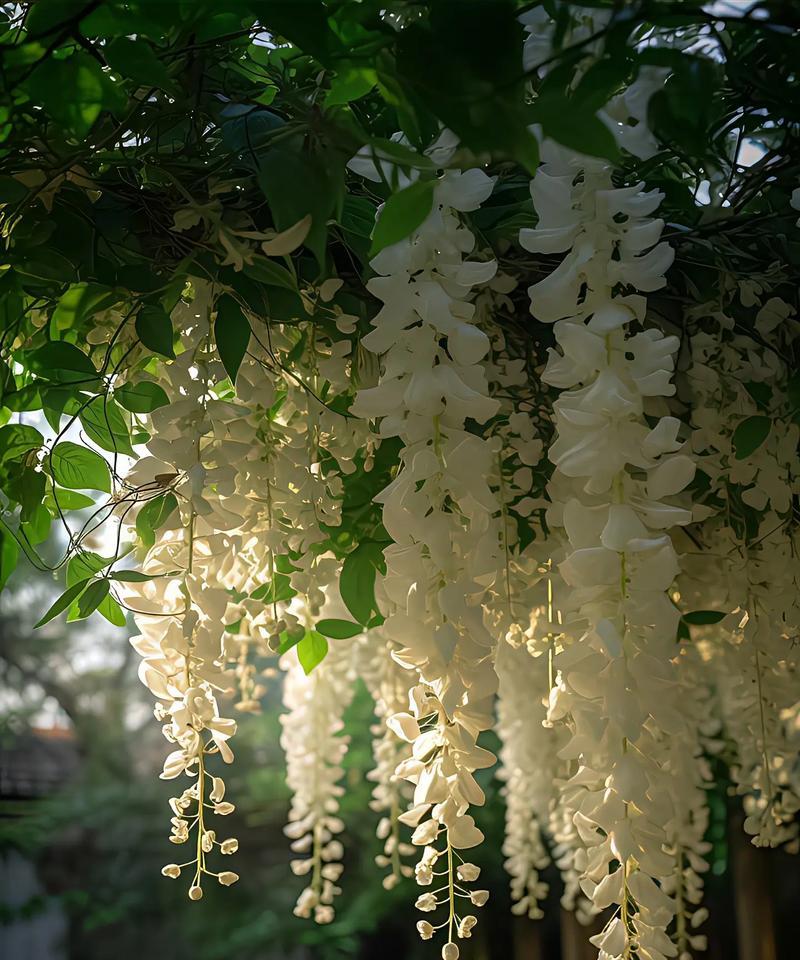 茉莉花在文化中有什么传承意义？它的花语是什么？