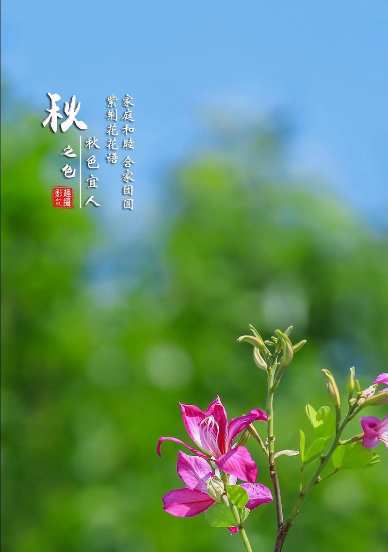 花语中幸福平安健康的含义是什么？哪些花代表幸福平安健康？
