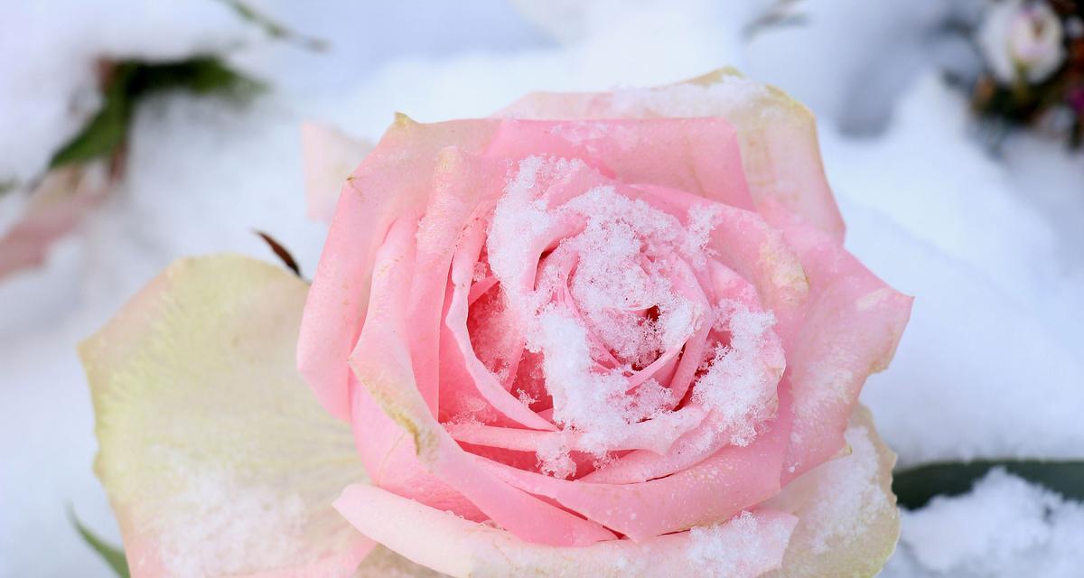 粉色的花通常代表什么含义？