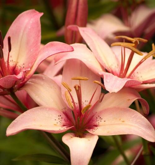 粉色的花通常代表什么含义？