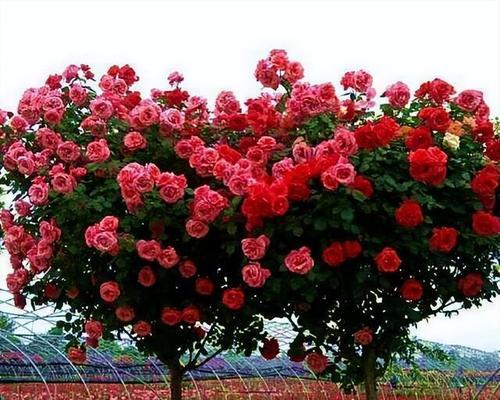哪种花或树寓意老人健康？老人健康花树的含义是什么？