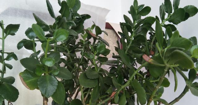 哪种花或树寓意老人健康？老人健康花树的含义是什么？