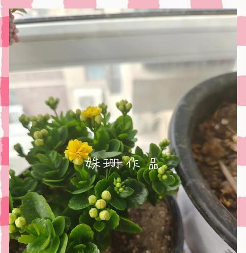 养殖长寿花有什么寓意？长寿花的象征意义是什么？
