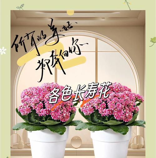 养殖长寿花有什么寓意？长寿花的象征意义是什么？
