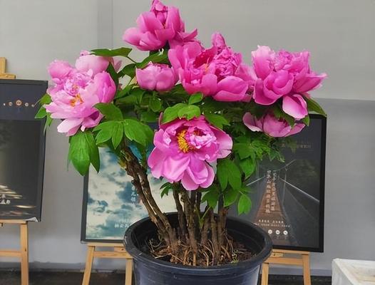 双凤富贵花象征着什么？