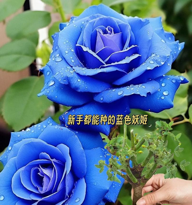 送蓝色妖姬花的寓意是什么？它们代表了什么？
