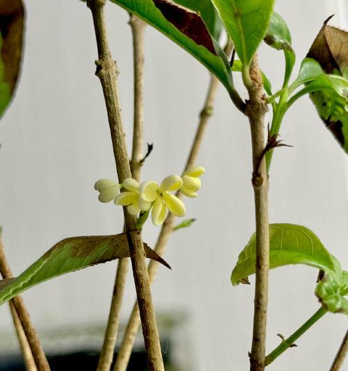 桂花反季节开花语句是什么？它们代表了什么？