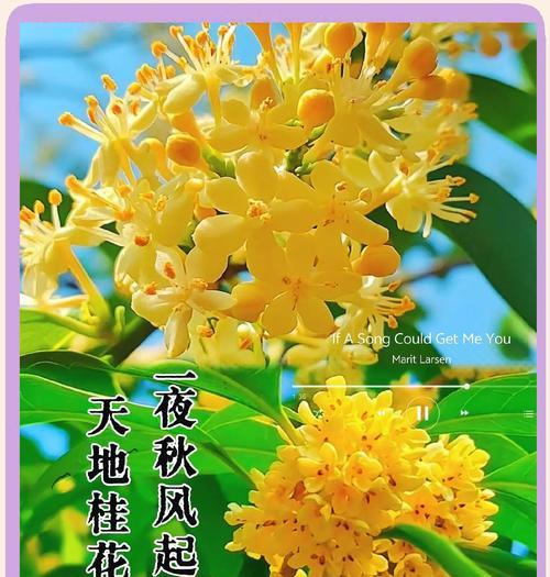 桂花反季节开花语句是什么？它们代表了什么？