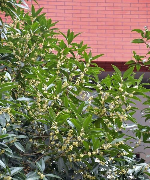 桂花反季节开花语句是什么？它们代表了什么？