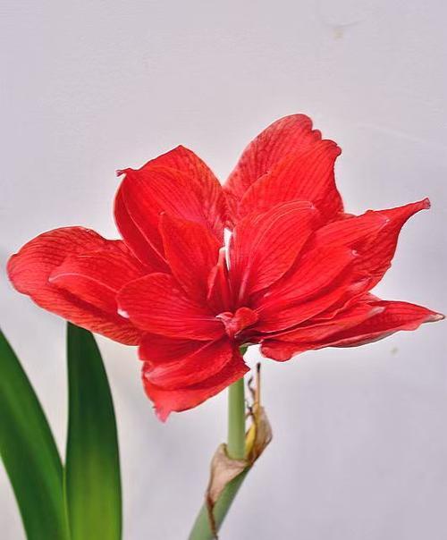 两朵红色花的寓意是什么？红色花象征着什么？