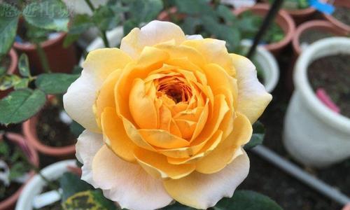 橙色月季花代表什么含义？橙色月季花语是什么？