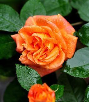 橙色月季花代表什么含义？橙色月季花语是什么？
