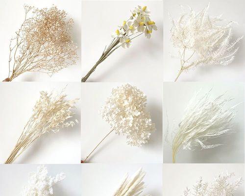 哪种白色花朵寓意富贵？白色花朵的富贵象征是什么？