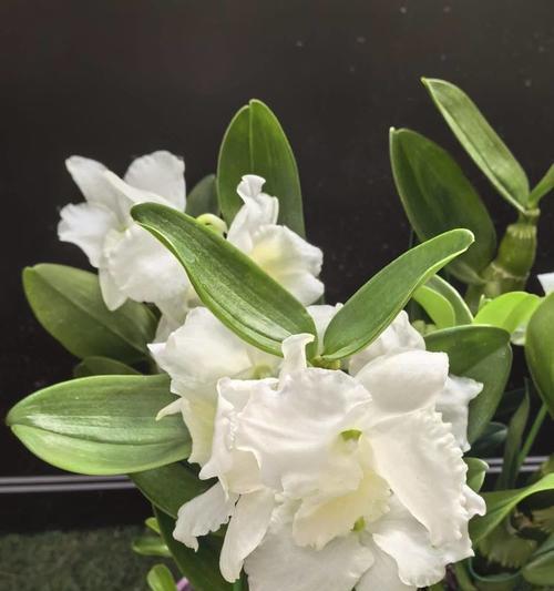 哪种白色花朵寓意富贵？白色花朵的富贵象征是什么？