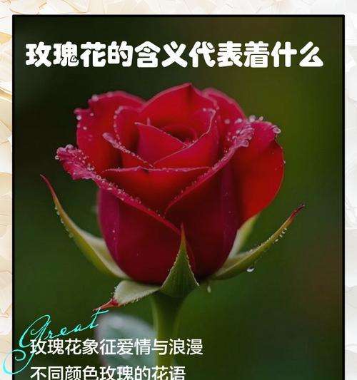 哪些花既好养又有爱情寓意？