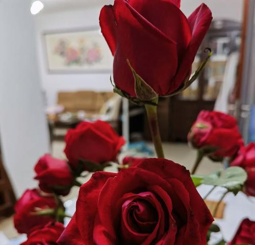 哪种花象征单身快乐？