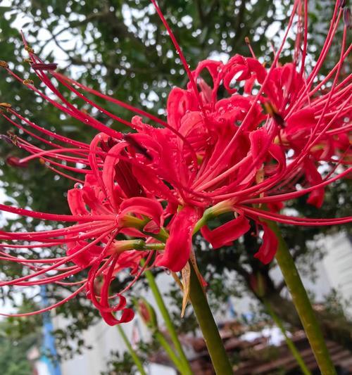 各色彼岸花有何含义？彼岸花的不同颜色代表什么？