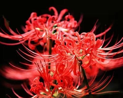 各色彼岸花有何含义？彼岸花的不同颜色代表什么？
