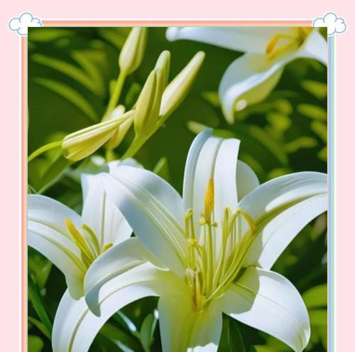 白色百合花送妹妹的寓意是什么？如何挑选送给妹妹的花？