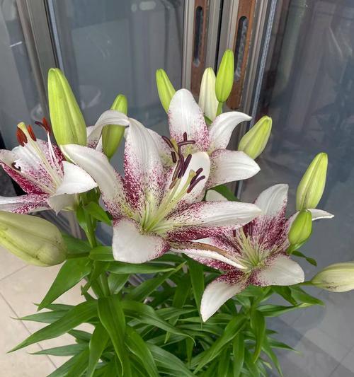 白色百合花送妹妹的寓意是什么？如何挑选送给妹妹的花？