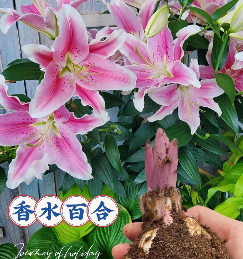 春天的花语如何表达健康？