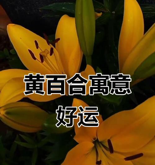 什么花寓意平安？平安花的象征意义是什么？