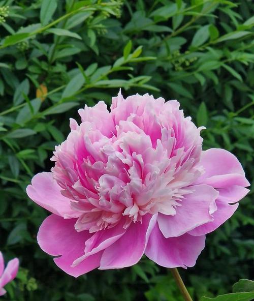 什么花寓意平安？平安花的象征意义是什么？