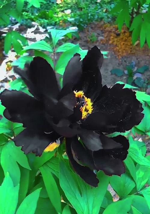 黑色花的花语是什么？黑色花在花语中代表什么？