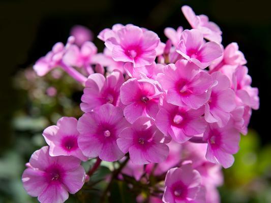 紫色喇叭花的寓意和花语是什么？它象征着什么？