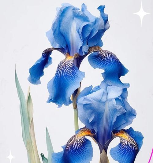 哪些小众花象征着爱情？独特爱情象征花有哪些？