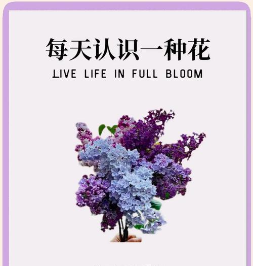 哪些小众花象征着爱情？独特爱情象征花有哪些？