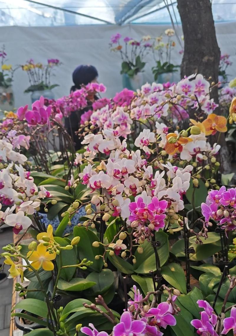 西班牙有哪些花象征富贵？它们的寓意是什么？