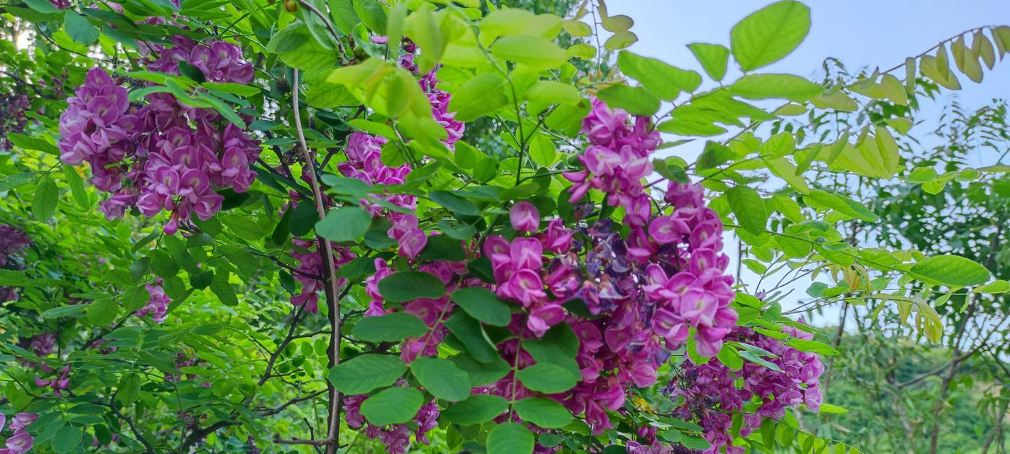 西班牙有哪些花象征富贵？它们的寓意是什么？