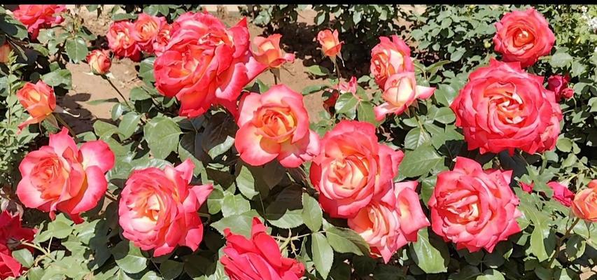 粉红色玫瑰花代表什么意义？送粉红色玫瑰花的寓意是什么？