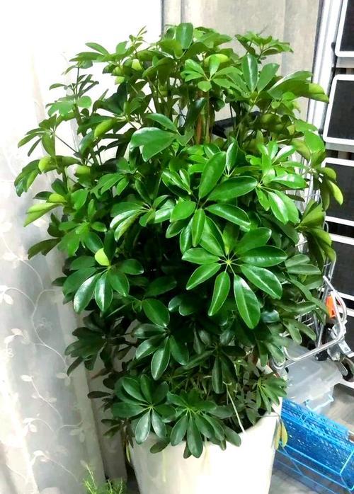哪些盆栽花象征好运？它们的寓意是什么？