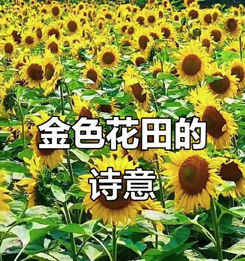 金色花与绿色花结合象征什么？金色与绿色花的组合寓意何在？