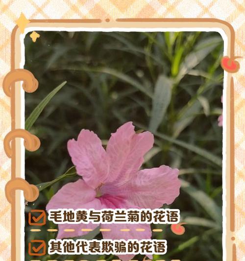 炫舞花语在什么时节最为流行？它们的花语有哪些特别之处？