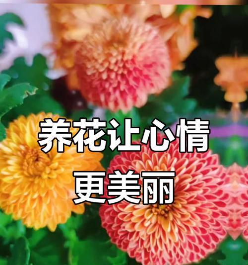 哪些花代表快乐和健康？