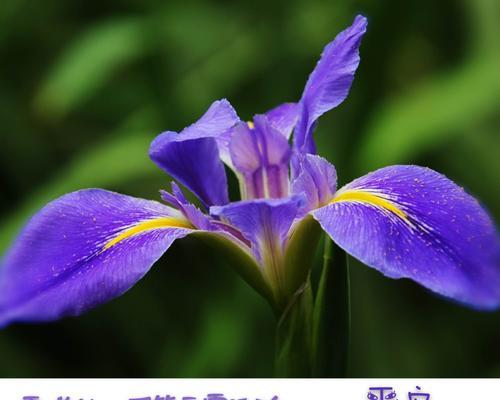 哪些花代表快乐和健康？