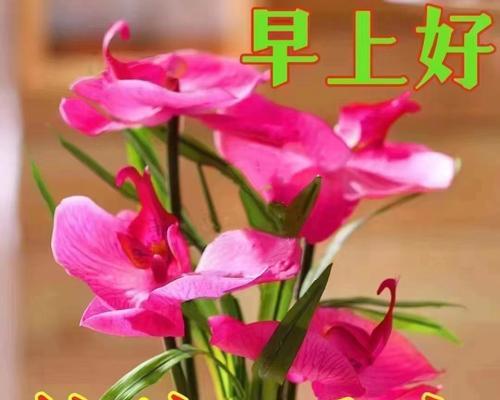 哪些花代表快乐和健康？
