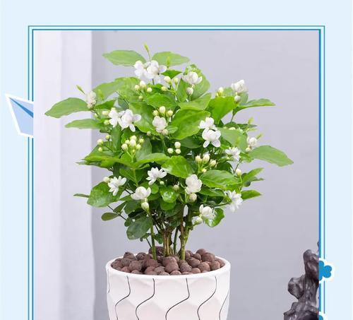 象征着圆满的爱情的花是什么？客厅盆栽寓意爱情的花有哪些？